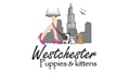 Westchester Puppies & Kittens Coupons